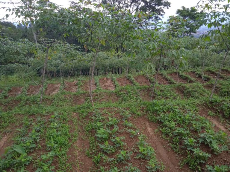 Tanah kebun datar cocok untuk vila dan istirahat keluarga