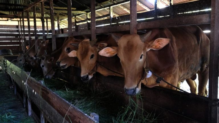 Perbandingan Harga Qurban: Beli Online atau Pasar Lokal?