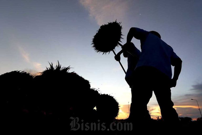 Harga TBS Sawit Sumut Jatuh Lagi, Harga Tertinggi Rp3.372,71 per Kg Hari Ini (30/5)