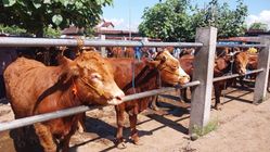 Attachment for Harga Sapi Ponorogo Anjlok, Dapatkan Sapi Kurban Berat 700 kg Hanya dengan Rp 28 Juta, Ini Alasannya