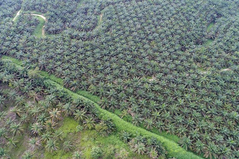 Harga Kelapa Sawit di Riau Pekan Ini Melonjak Menjadi Rp3.427,27 per Kg