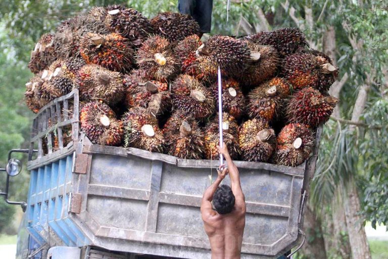 Harga Kelapa Sawit di Riau Anjlok menjadi Rp3.278,81 per Kg Minggu Ini