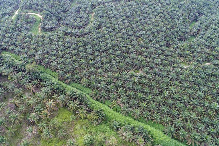Harga Kelapa Sawit di Riau Minggu Ini Anjlok menjadi Rp3.311,98 per Kg