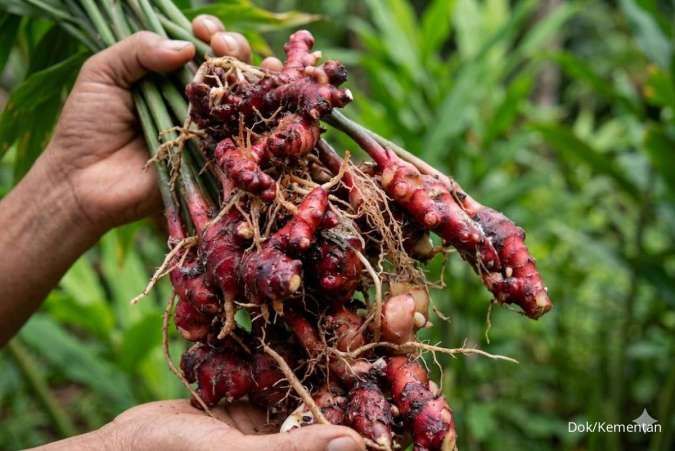 Dari Laboratorium ke Industri, Jahira Bawa Jahe Merah Indonesia Naik Kelas